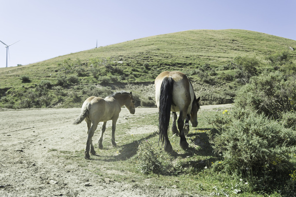 Дикі коні і лоша - Фото, зображення