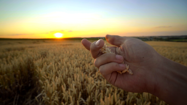 Mão de homem tocando espiguetas de trigo maduro amarelo no campo dourado durante o dia ensolarado de outono. Espinhos de centeio orgânico a balançar ao vento. Temporada de colheita. Agricultura
. - Filmagem, Vídeo