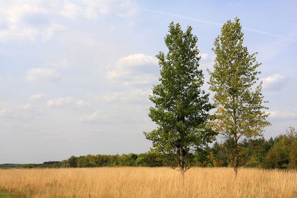 Two poplars on field - Photo, Image