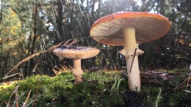 Amanita, vzácná houba uvedená v Červené knize, má červený klobouk s bílými tečkami. Houba roste na zeleném mechu v lese, během deště, video se čtyřikrát zpomalí, kapky vody pomalu padají - Záběry, video
