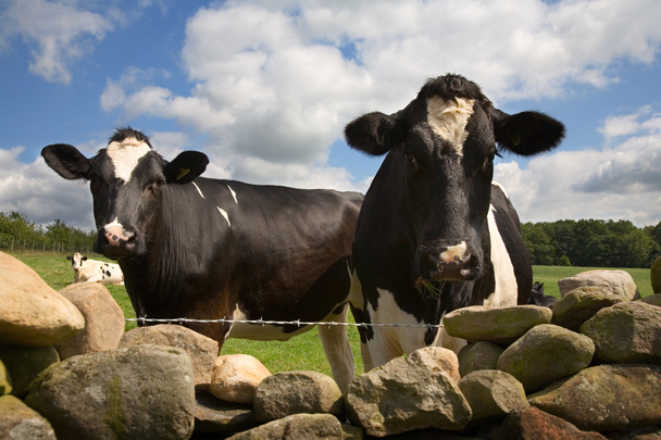 好奇心旺盛牛の壁に目を通す - 写真・画像