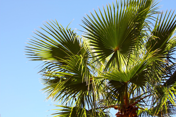 Parte superiore del palmo
 - Foto, immagini