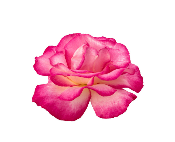 Bright beautiful pink rose - Zdjęcie, obraz