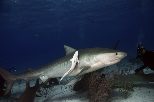 Kaplan köpek balığı - Fotoğraf, Görsel