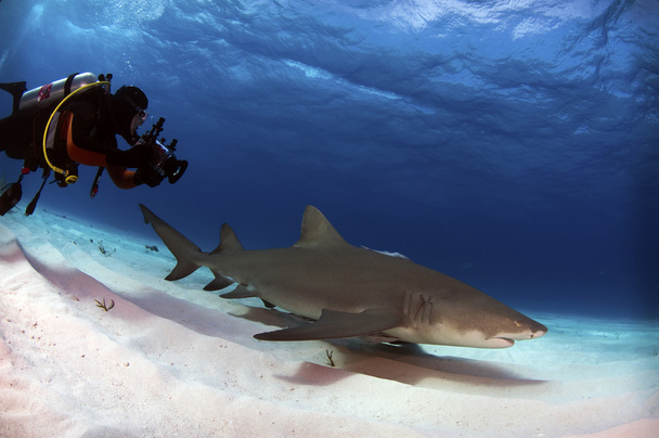 Mergulhador com tubarão limão
 - Foto, Imagem