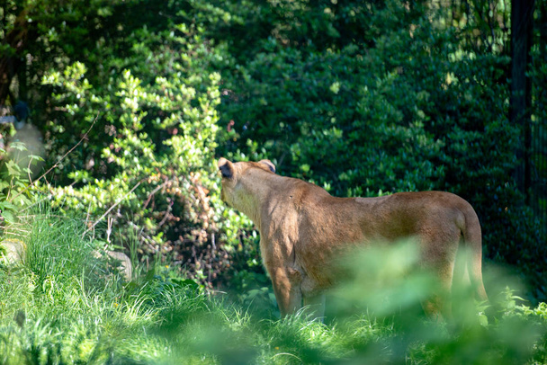 Löwenweibchen spaziert im grünen Wald - Foto, Bild