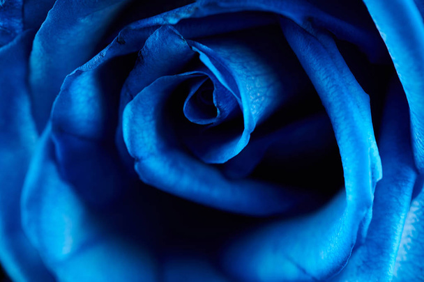 Color azul oscuro rosa flor
 - Foto, Imagen
