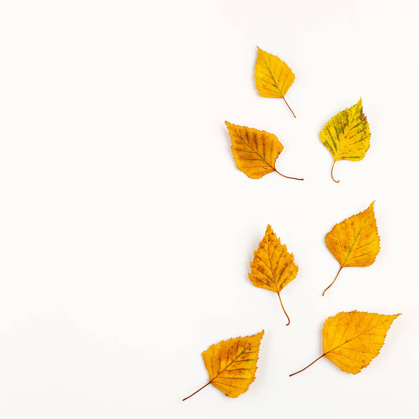 Autumn composition with autumn dried leaves on white background. - Foto, imagen