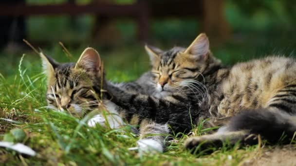 Kettő ravasz cica fekszik és alszik-ban fű-on nyár-ban lassú-jelet ad. - Felvétel, videó