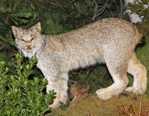 Mountain Lynx ilme uhmaa Woods
 - Valokuva, kuva