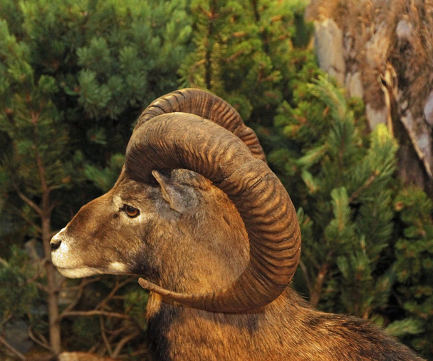 muzzle of an ibex or Barbary sheep with horns twisted - Photo, Image