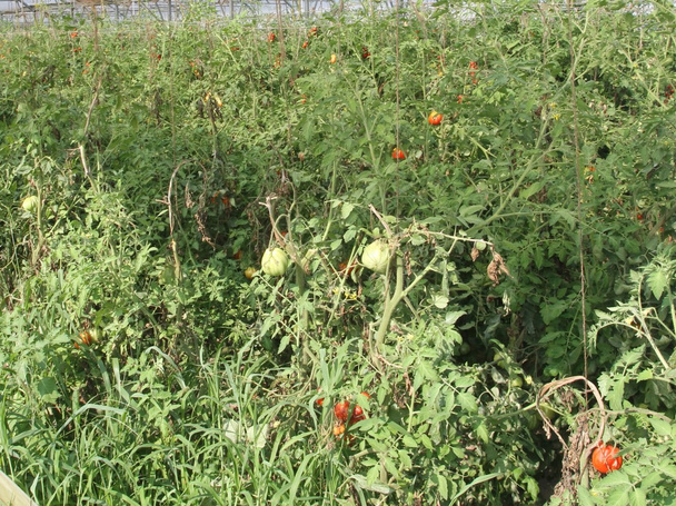 serra per la coltivazione intensiva di pomodori a grappolo e
 - Foto, immagini