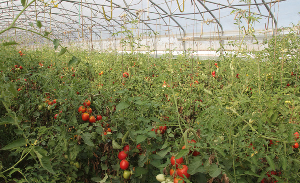 invernadero para el cultivo de tomates de racimo y cereza a
 - Foto, Imagen