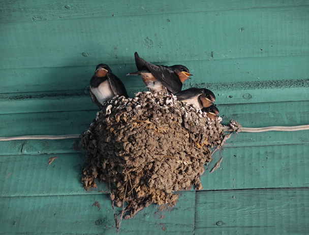 Een nest met kleine zwaluwen onder een houten plafond - Foto, afbeelding