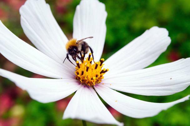 Η μέλισσα συλλέγει γύρη σε ένα λευκό λουλούδι του σύμπαντος. - Φωτογραφία, εικόνα