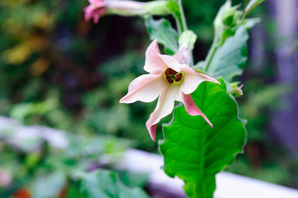 Tabac parfumé fleur rose dans le jardin
. - Photo, image