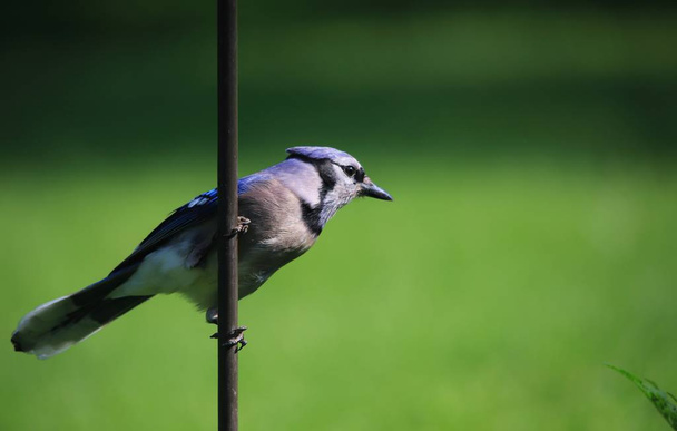 Modrý Jota-barevný divoký pták pozadí-barvy v přírodě - Fotografie, Obrázek