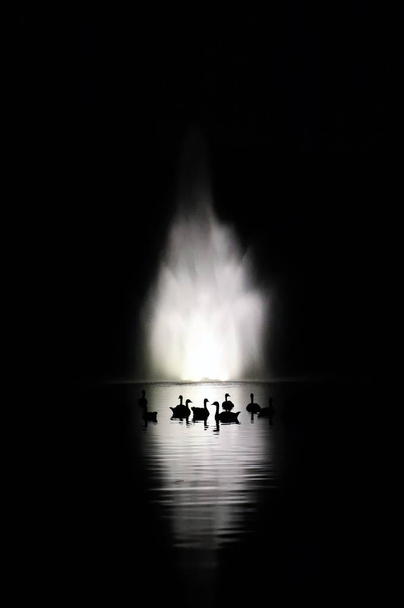 Dzikie kaczki pływanie w jeziorze, czarno-białe - Zdjęcie, obraz