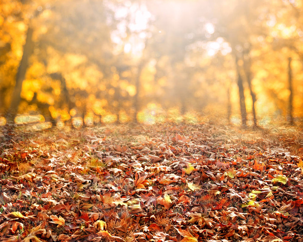 őszi levelek háttér napsugarakkal - Fotó, kép