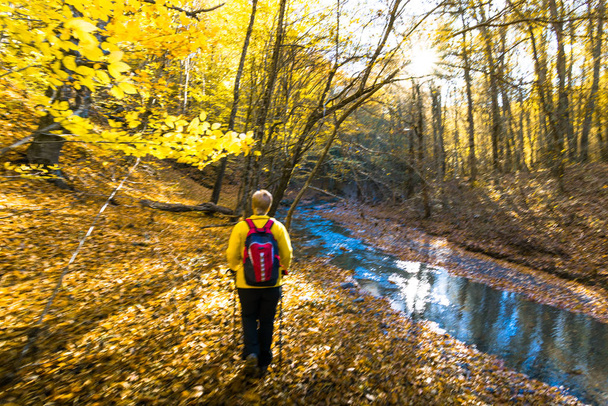 hiking in autumn forest - Fotó, kép