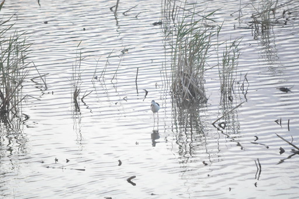Kaunis lintu mustasiipinen stilt (Himantopus himantopus) luonnonympäristössä
 - Valokuva, kuva