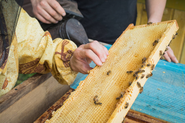 beekeeper holding a honeycomb - Photo, image