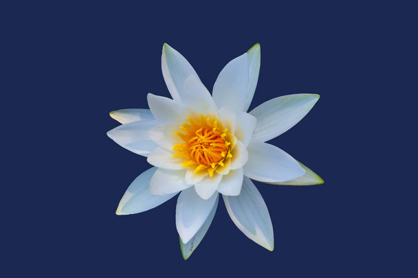zaostřená krásná bílá voda izolovač na tmavém modrém pozadí, přírodní květinový objekt - Fotografie, Obrázek