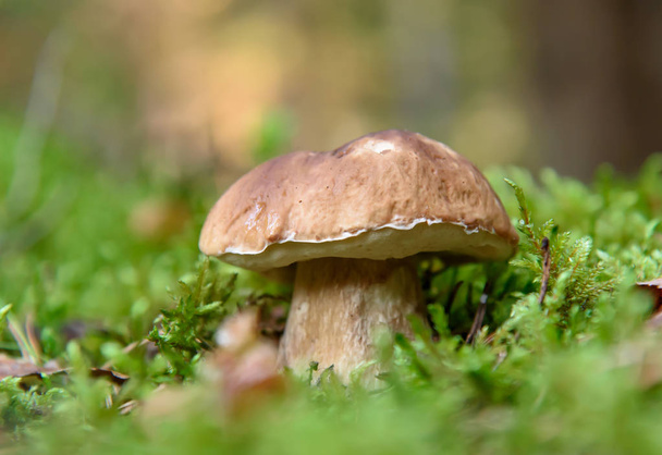  Porcini. Mushrooms grow in the forest. Vegetarian diet food. A mushroom grows in the grass. Mushrooms in the wild - Photo, Image