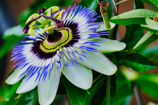 кольорова фотографія квітки пристрасті, кароліна
 - Фото, зображення