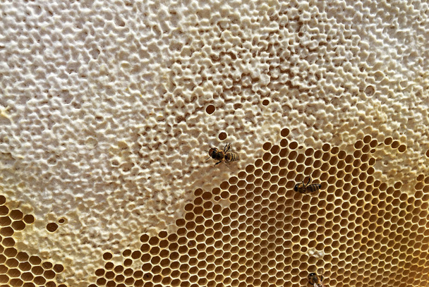 Elvont hatszög szerkezet méhsejt-tól méh kaptár töltött - Fotó, kép