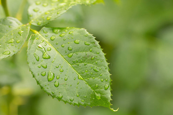 green leaf of young rose with water drops - Photo, Image