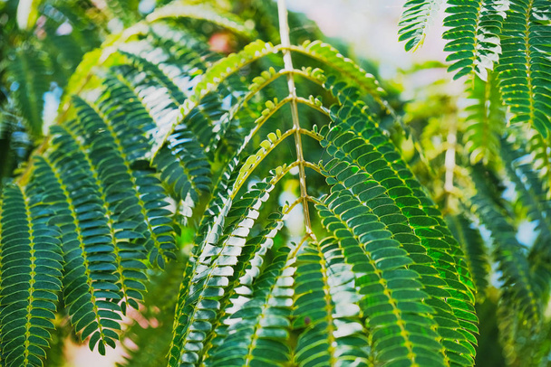 primer plano de hojas de árbol de seda
 - Foto, imagen