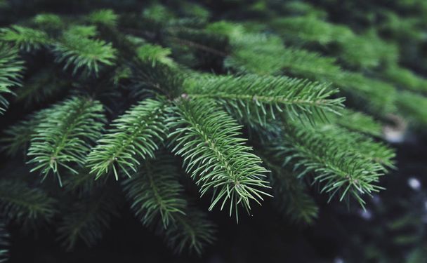 Texture of green pine tree. - Φωτογραφία, εικόνα