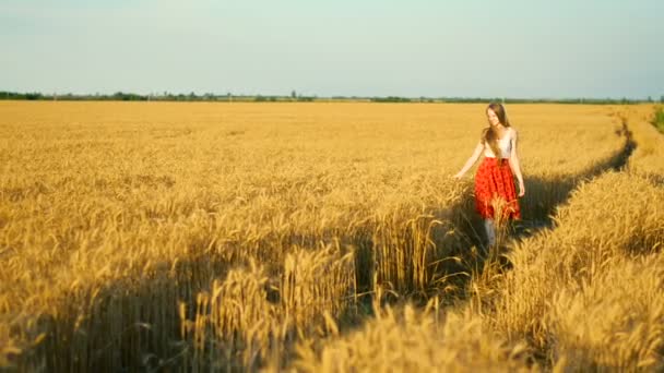Ξανθός/ιά κορίτσι σε μια κόκκινη φούστα περπατάει πάνω από μια ώριμη χωράφι σιταριού στο ηλιοβασίλεμα - Πλάνα, βίντεο
