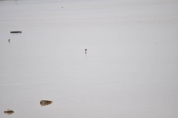 Красива пісочниця для птахів (Tringa glareola) в природному середовищі
 - Фото, зображення