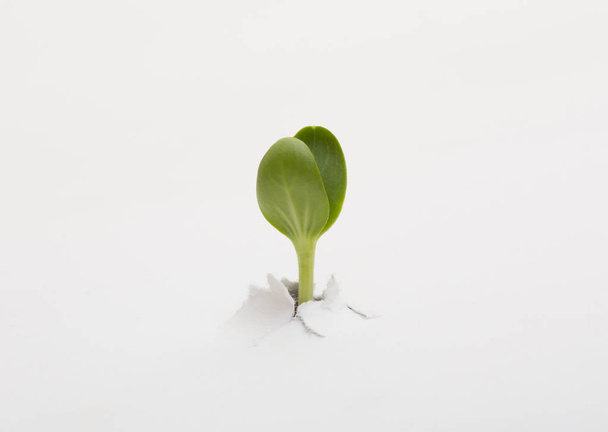 plant is tearing up white paper - Valokuva, kuva