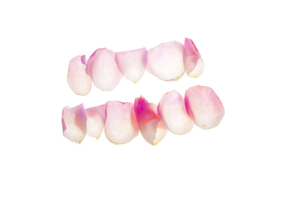 Rose-petals-can-be-used-as-a-border-isolated-on-white - Photo, Image