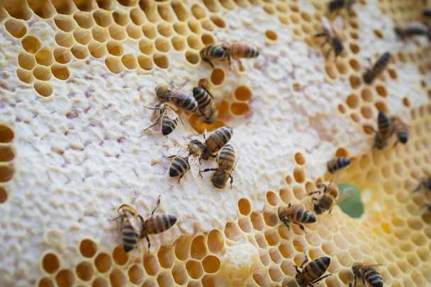 closeup of bees on honeycomb - Photo, image