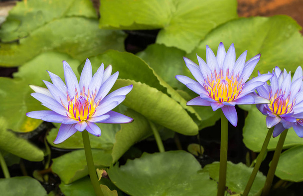 Lirio de agua de loto púrpura con hojas verdes en estanque
 - Foto, Imagen