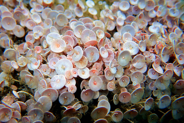 Acetabularia medanean anea - The Mediterranean sea algae
 - Фото, изображение