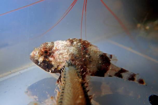 Lesser Red Scorpionfish - (Scorpaena Notata) - Photo, Image