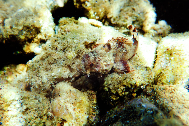 Менша риба - скорпіона (Scorpaena Notata)) - Фото, зображення