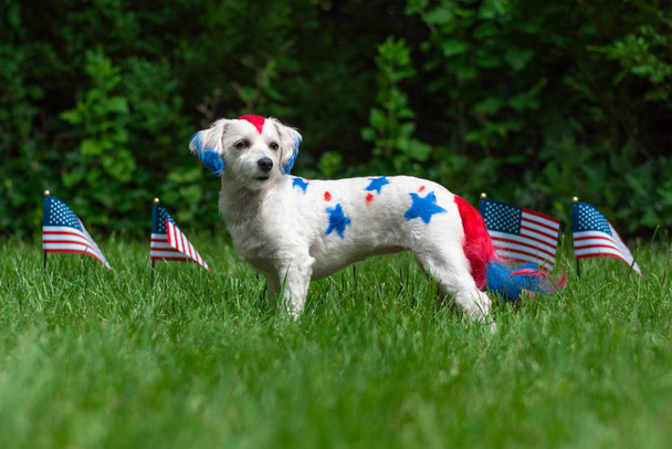Cão pequeno de pé com bandeiras
 - Foto, Imagem