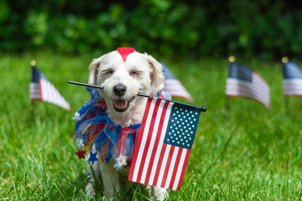 Pies trzyma amerykańską flagę w ustach - Zdjęcie, obraz