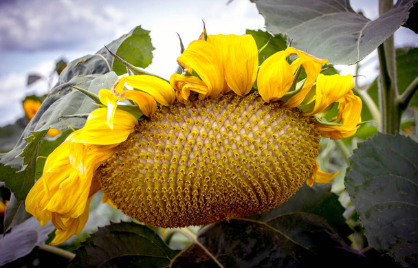 großer Sonnenblumenkopf, zum Dank gebeugt - Foto, Bild