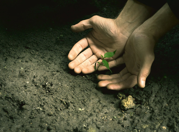 Руки держат маленькое зеленое растение
 - Фото, изображение