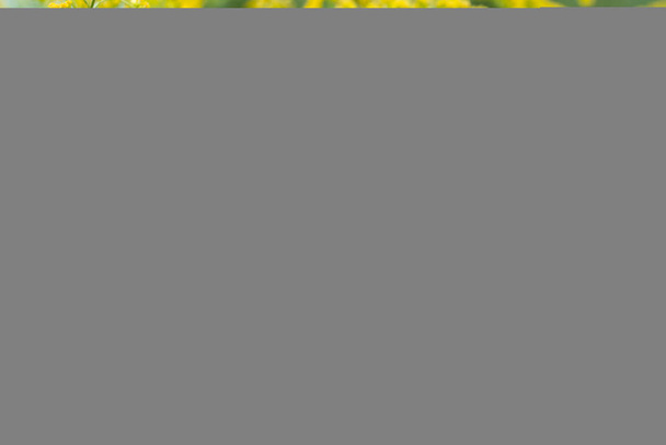 ソリダゴカナデンシスカナダゴールデンロッド黄色の花  - 写真・画像