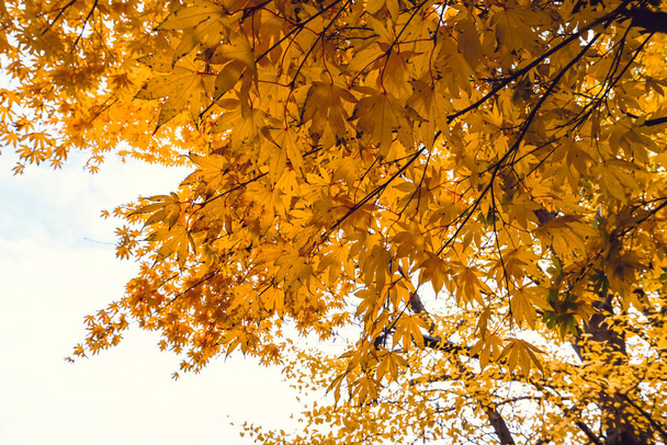 Sezon jesień drzewa i liści - Zdjęcie, obraz