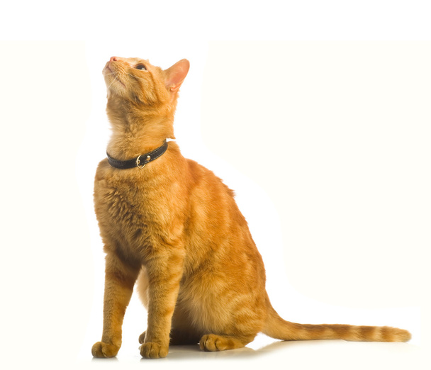 Ginger cat looking up - Фото, изображение