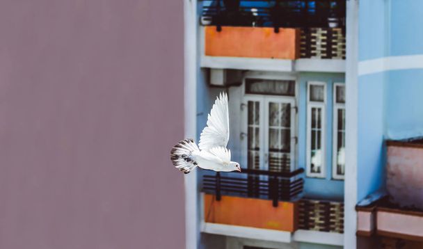 witte duif in vlucht - Foto, afbeelding